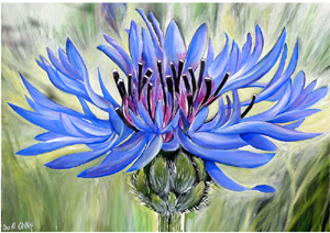 Bleuet (01/2023)
