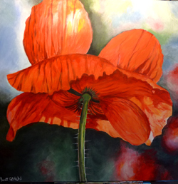 Coquelicot (02/2023)