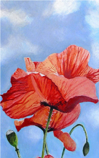 Coquelicot et ciel (03/2023)